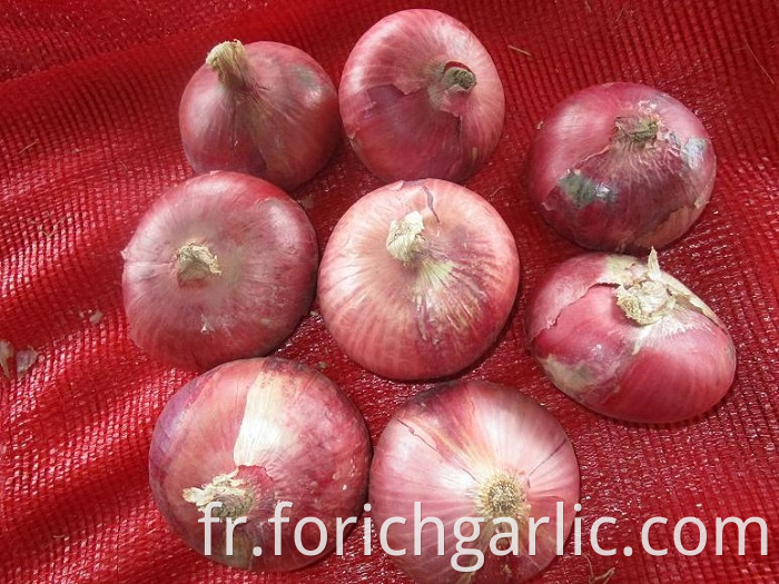 Red Onion